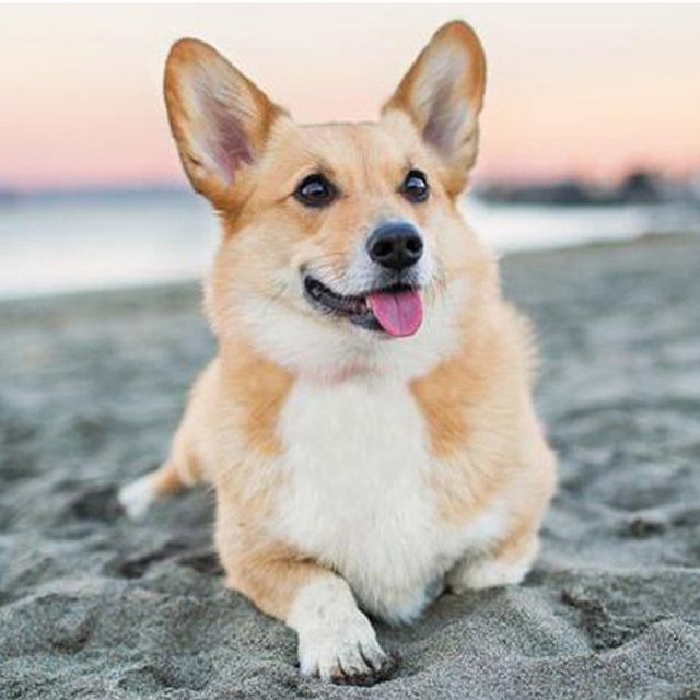 Happy dog Diamond Painting