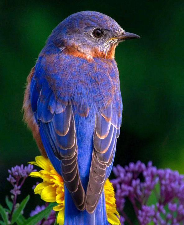 Bird Full Round/Square Diamond Painting Kit