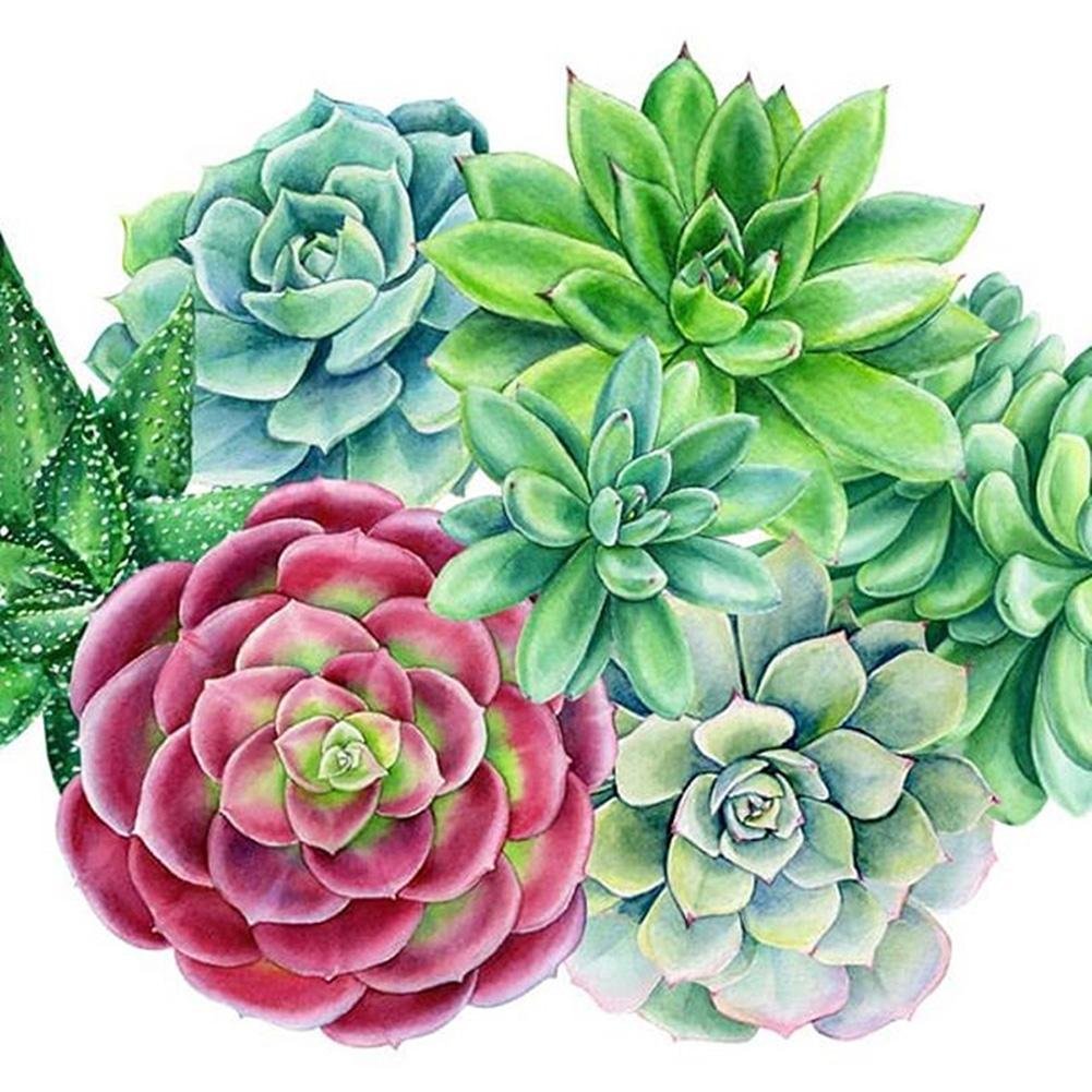 Diamond Painting - Full Round - Succulent Plants