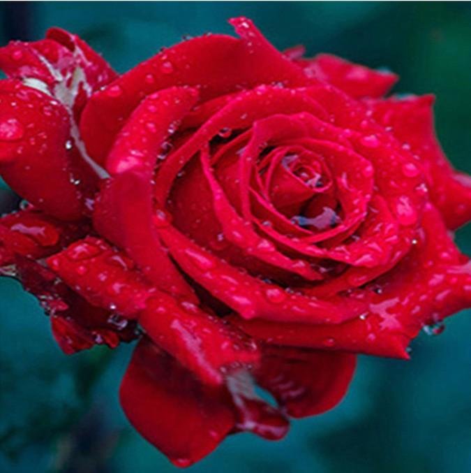 Diamond Painting - Partial Round - Red Rose 1