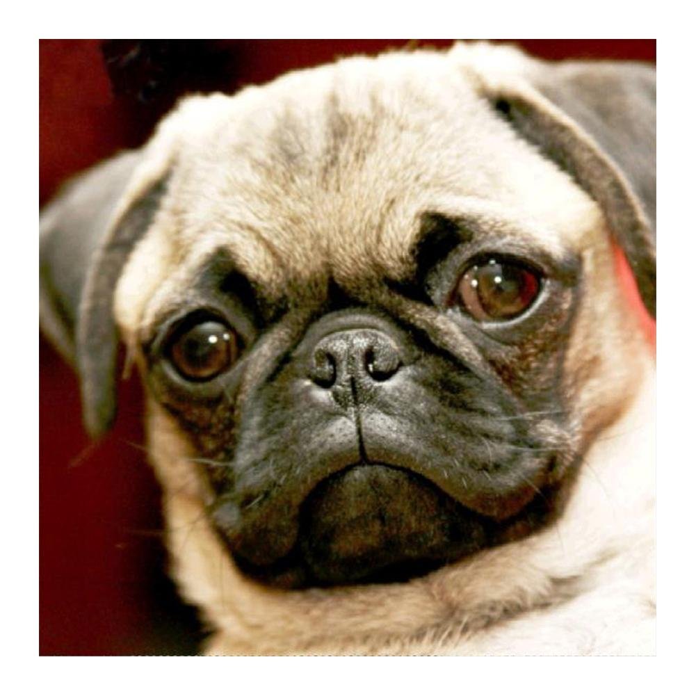 5D Diy Diamond Painting Kit Full Round Beads Cute Dog