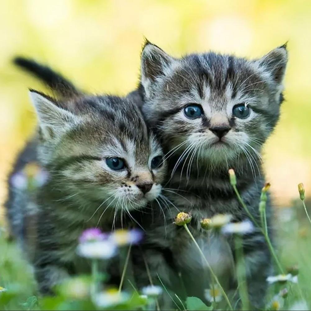 5D DIY Diamond Painting Kit - Full Round - Cute Cats/Kittens