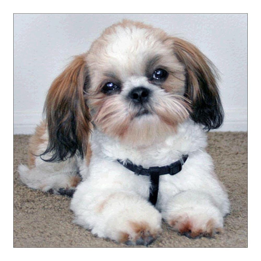 Diamond Painting Partial Round Dog