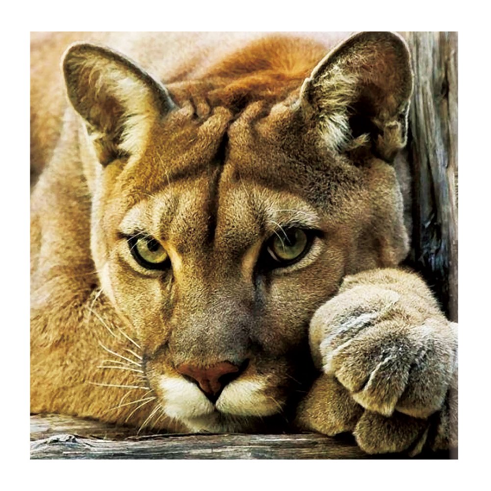 14ct Counted Cross Stitch Animal(40*40cm)