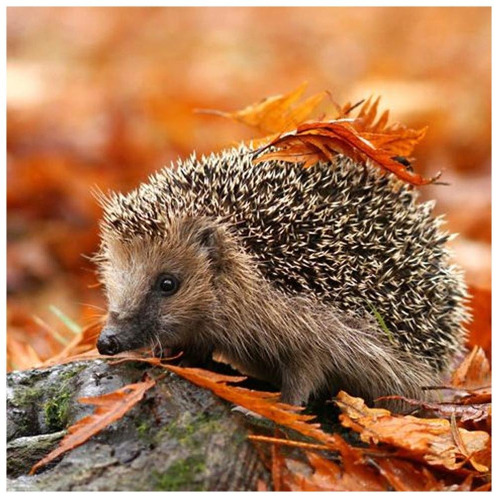 Diamond Painting - Full Round - Hedgehog