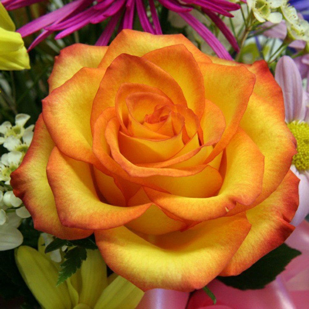 Diamond Painting - Full Round - Yellow Rose