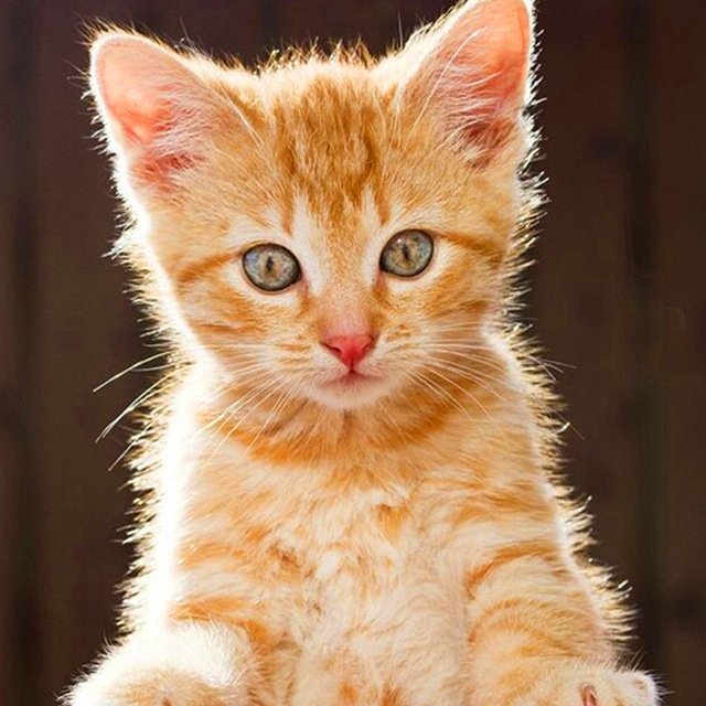 Full Drill Diamond Painting Art cute Cat