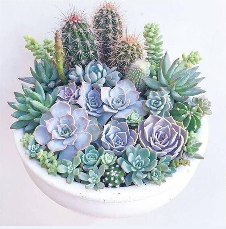 Diamond Painting - Full Round / Square - Succulent Plants