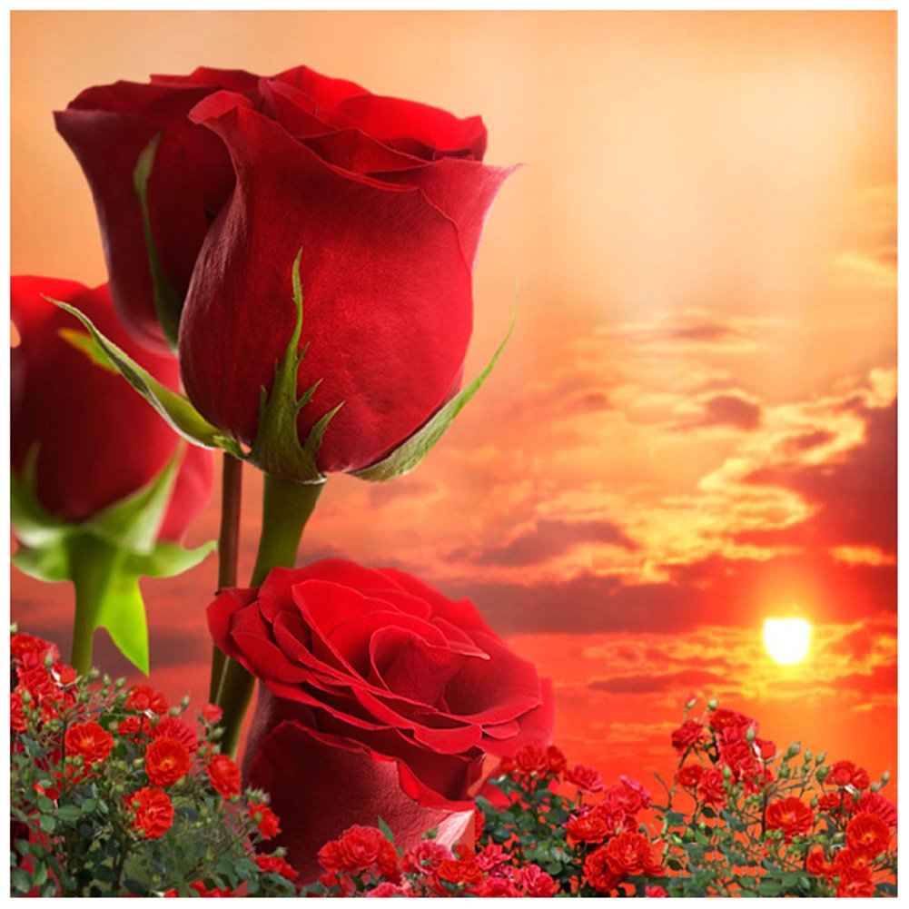 Diamond Painting - Full Round - Red Rose