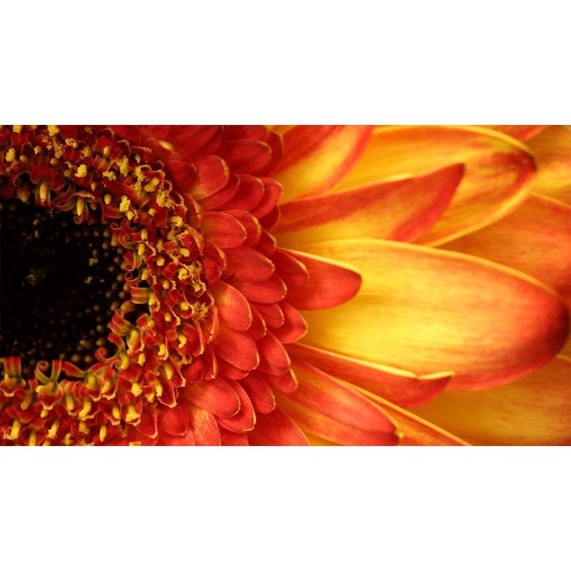 Crystal Rhinestone Full Diamond Painting African chrysanthemum