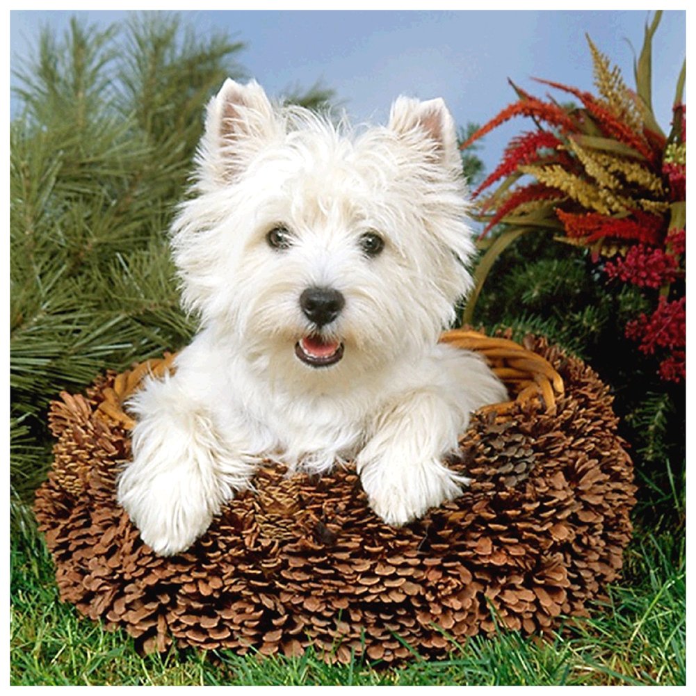 Diamond Painting - Full Round - Dog 2
