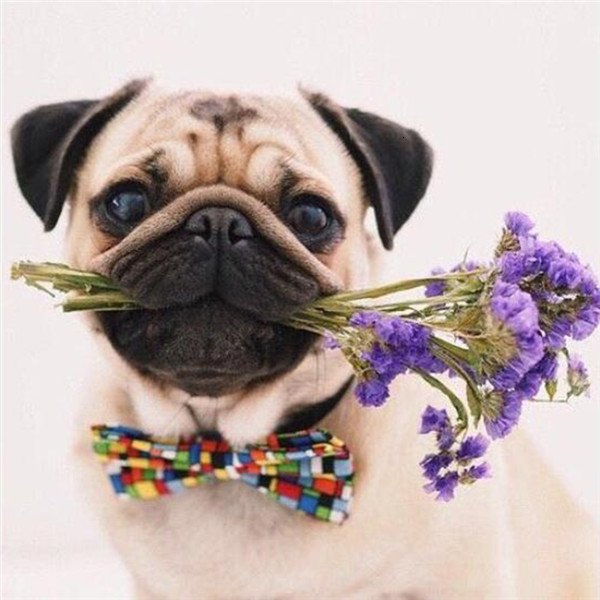 Diamond Painting Art Full Drill Dog with flowers