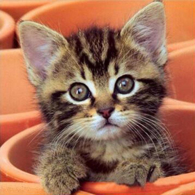 cat in pot full drill Diamond Painting