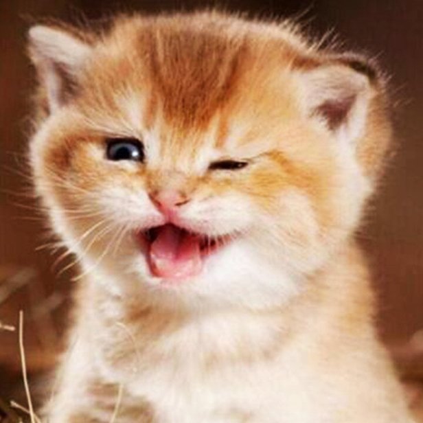 Diamond Painting Art Full Drill Smilling Cat