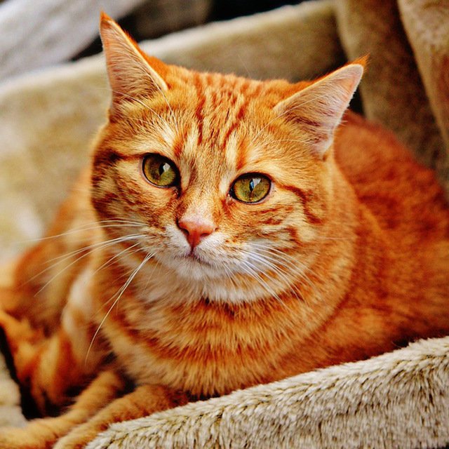 Diamond Painting Art Full Drill yellow Cat