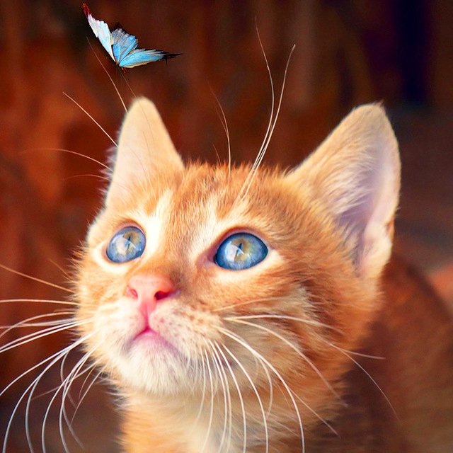 Diamond Painting Art Full Drill Cat and butterfly