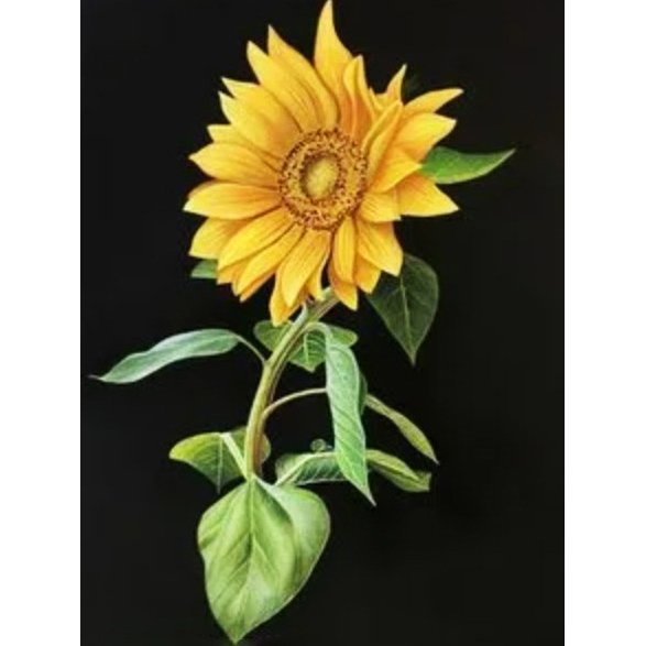 Diamond Paintings Art Full Drill Sunflower