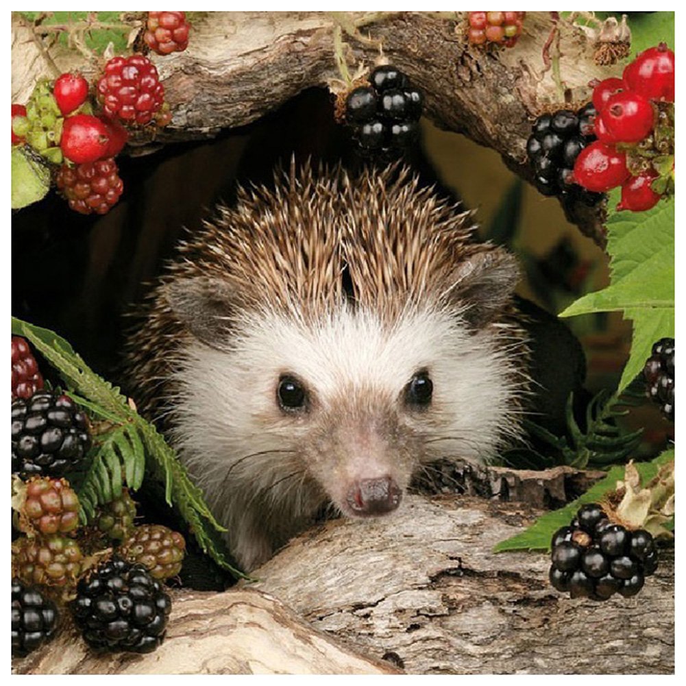 Diamond Painting - Full Round - Hedgehog