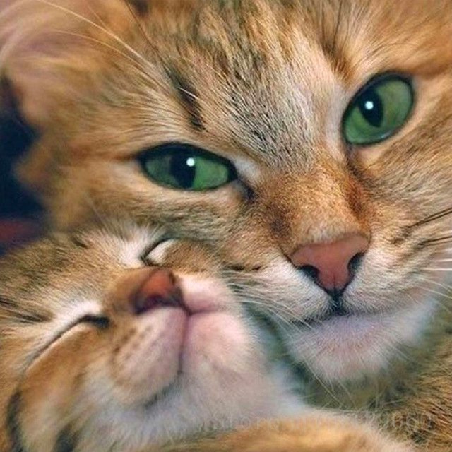 Diamond Painting art craft mum cat and baby kitten