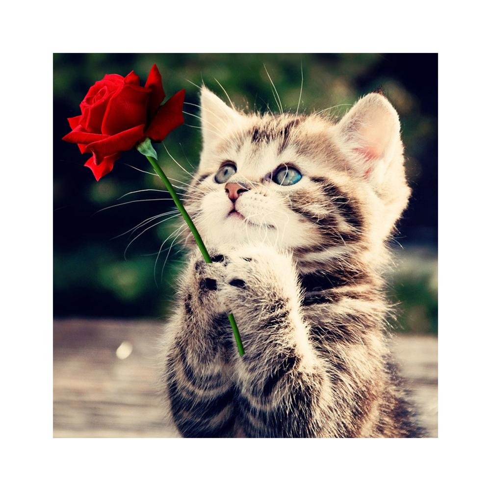 5D Diamond Painting Partial Round Cat Rose