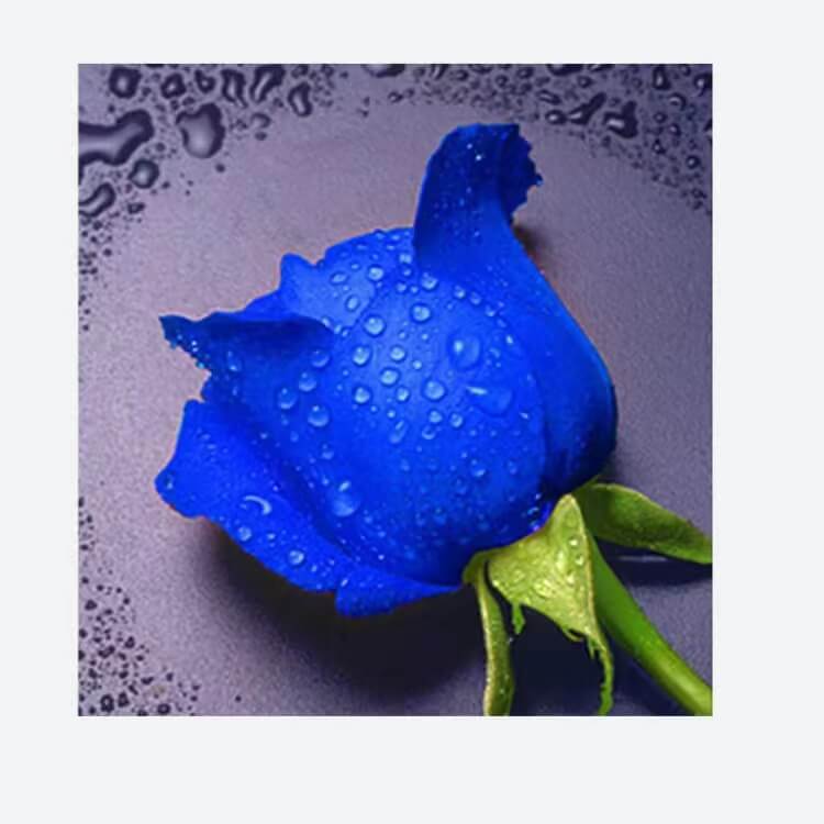 blue rose with water drops 5d diamond painting