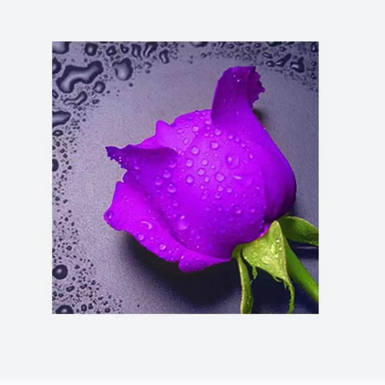 purple rose with water drops 5d diamond painting