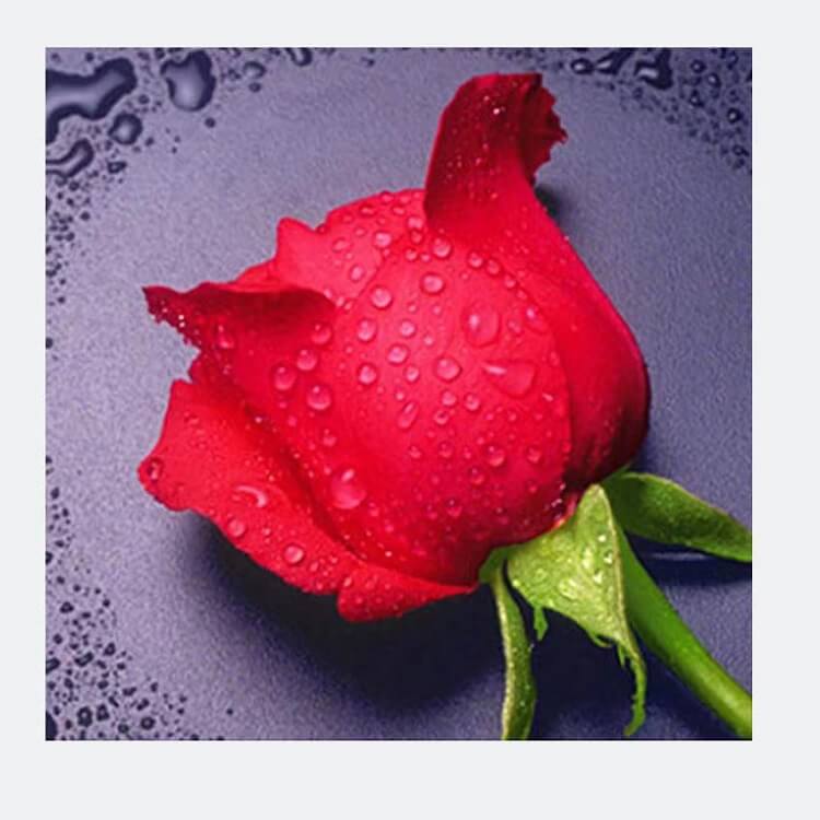 red rose with water drops 5d diamond painting kit