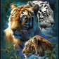 Three Tigers Diamond Art Kit