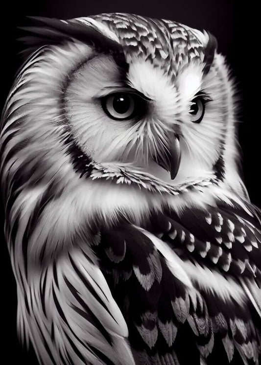 White Black Owl Diamond Painting