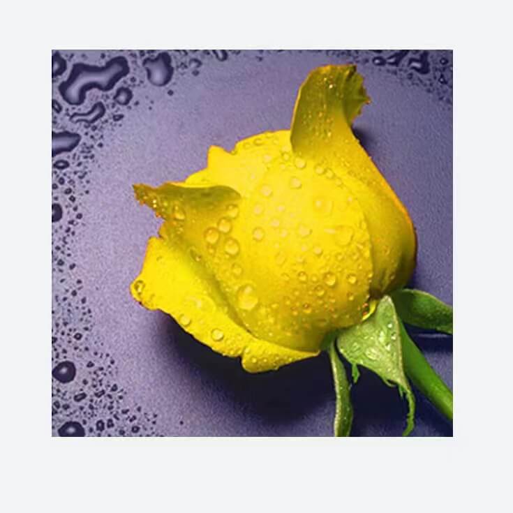 yellow rose with water drops 5d diamond painting