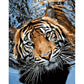 Paint By Number Oil Painting Swimming Tiger (40*50cm)