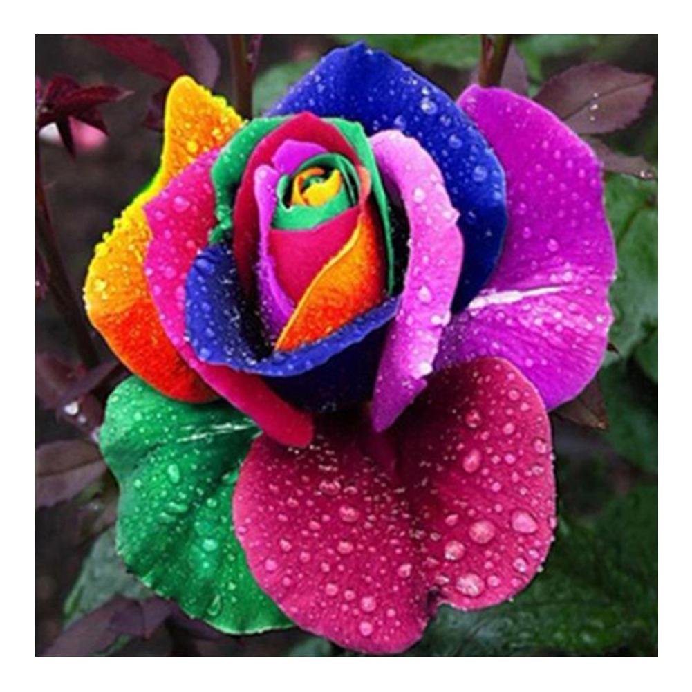 Diamond Painting - Full Round - Colorful Rose