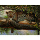 Paint By Number Oil Painting Tree Leopard (40*50cm)