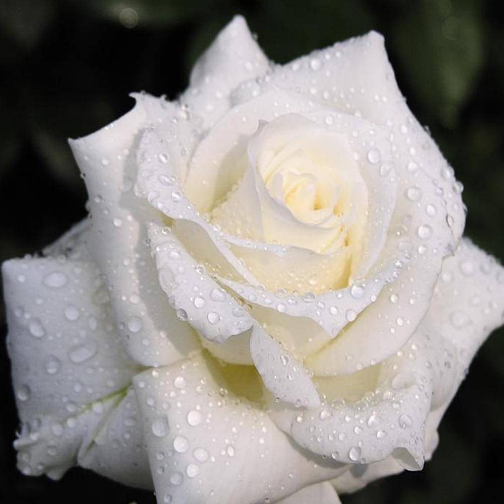 Diamond Painting Partial Round White Rose