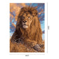 Oil Painting By Numbers Grassland Lion Hand Painted Canvas Picture