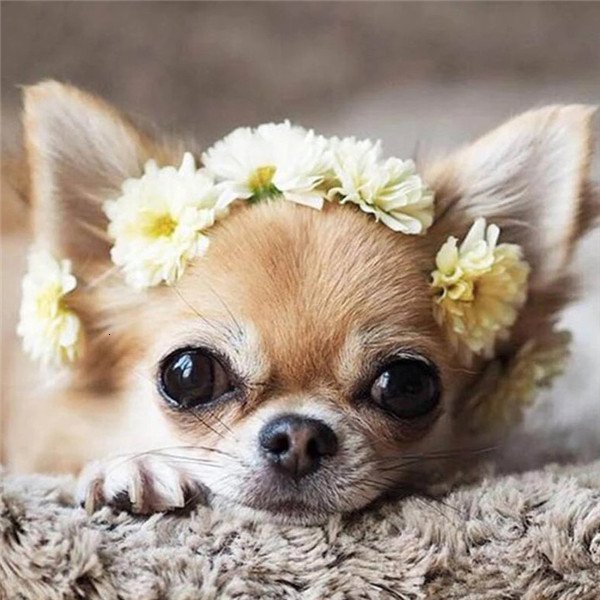 diamond painting artcraft puppy wearing flowers