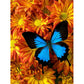 flower and butterfly diamond painting