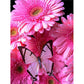 pink flower and butterfly diamond painting