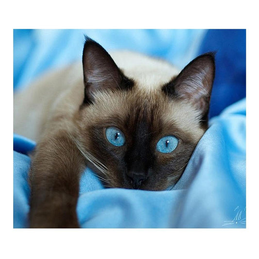 5D Diamond Painting Kit Full Round Beads Art Blue Eye Cat