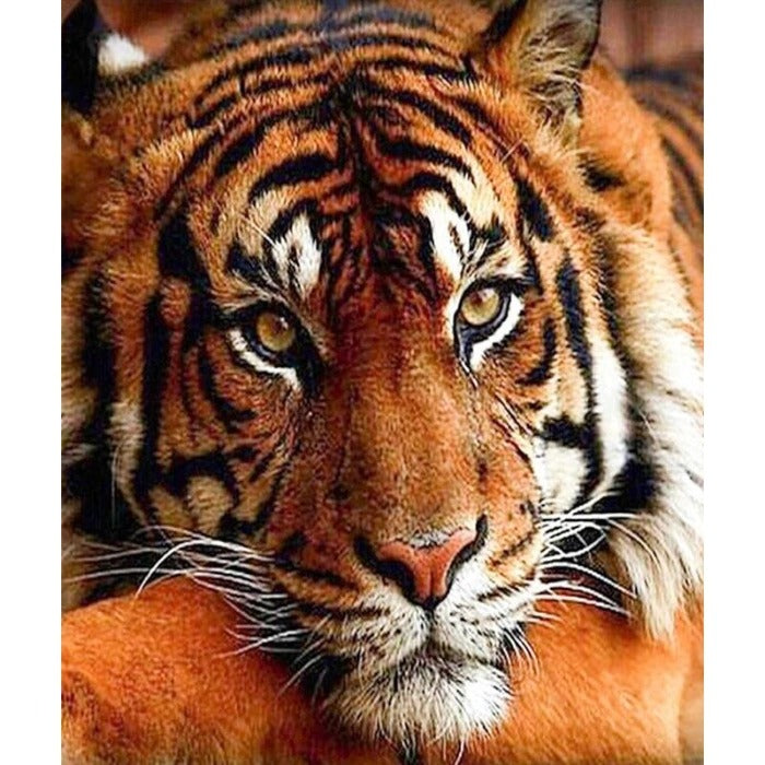 Quiet Tiger Hand Painted Canvas Oil Art Picture Craft Home Wall