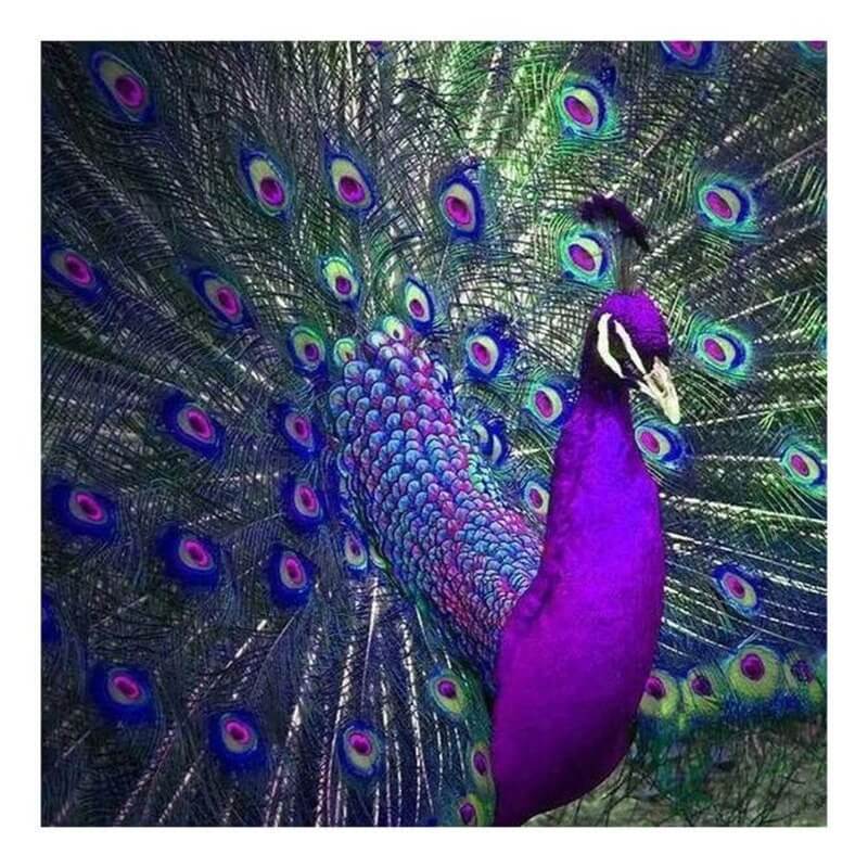 Purple Diamond Painting Peacock Kits For Adults