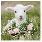 11ct Stamped Cross Stitch Lamb (40*40cm)