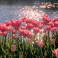 Diamond Painting - Full Round / Square - Pink Tulips